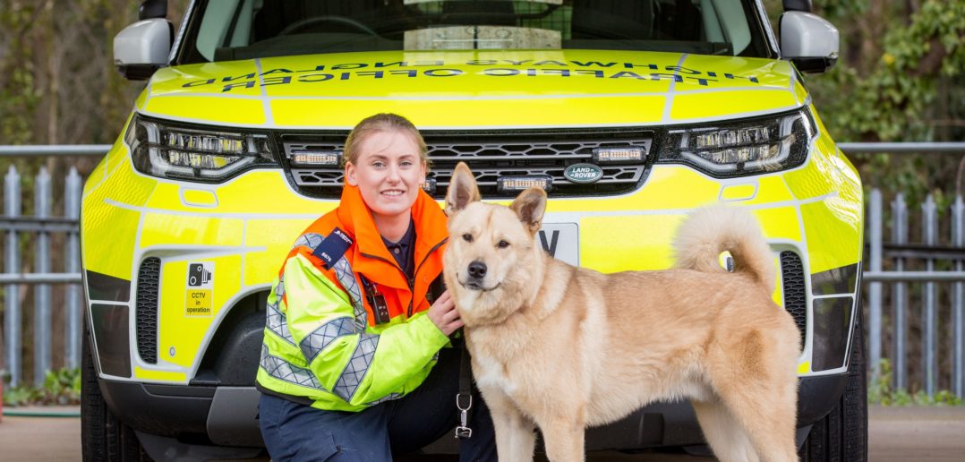 Dog hit by car on M1 proves to be ‘paw-fect’ pupil at dog school