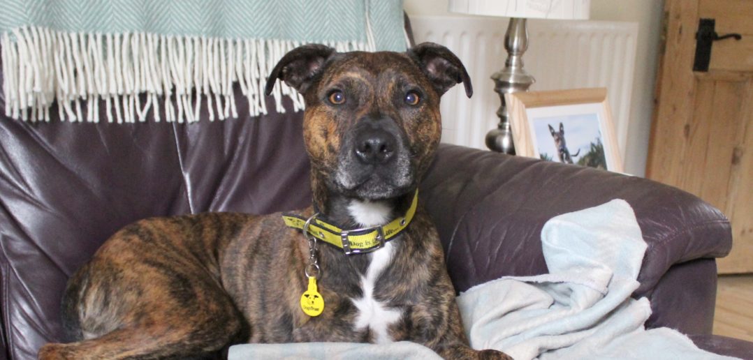 Rescue Dog ‘turned out to be my lifeline’