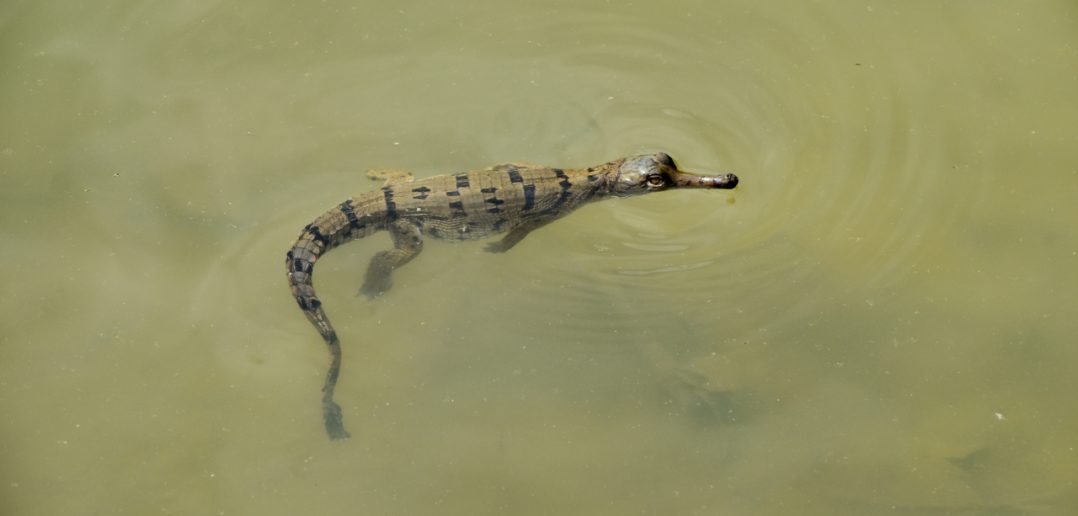 Critically Endangered gharial crocodile found breeding in South West Nepal for first time in 37 years