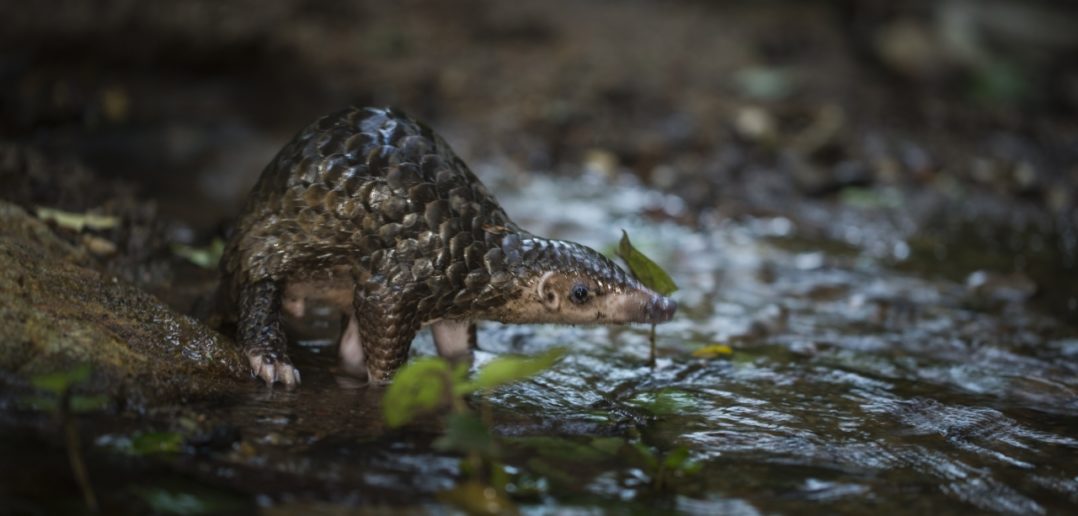 Endangered baby pangolin takes his first steps after rescue from poachers