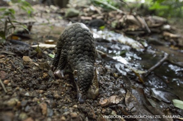 Endangered baby pangolin takes his first steps after rescue from poachers