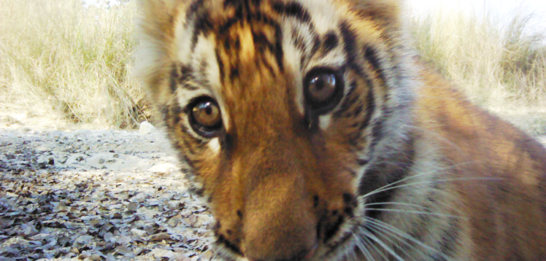 ZSL helps Nepal to double wild tiger numbers