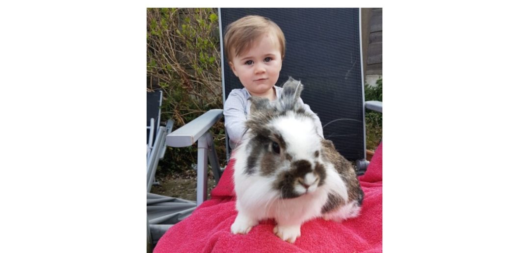 This two-year-old girl has the 'magic touch' with homeless rabbits