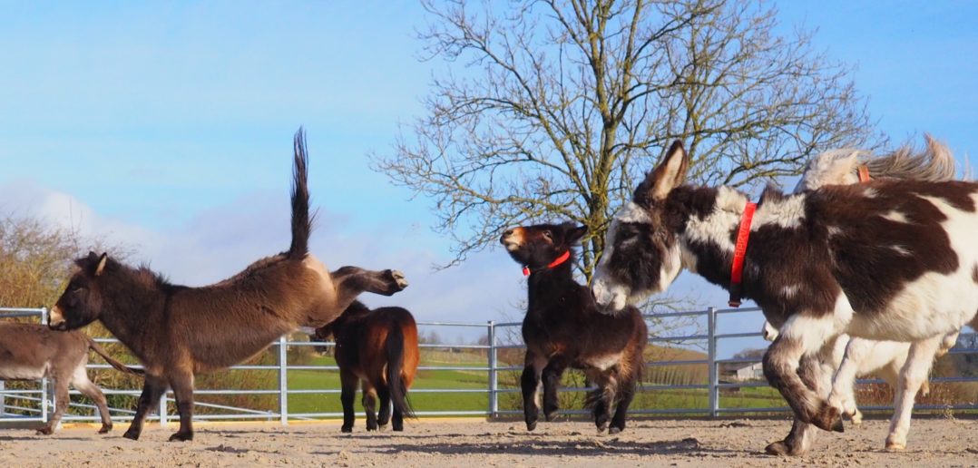 Photo Captures Martha the Mule Jumping for Joy!