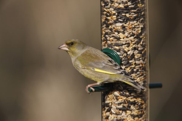 RSPB Big Garden Birdwatch Results Show Milder Winter Helps Small Garden Birds