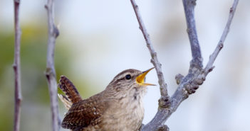 Wake up to the symphony of the Dawn Chorus this weekend!