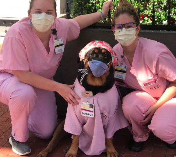 Therapy “dogtor” and owner deliver thousands of care packages to medical professionals during pandemic