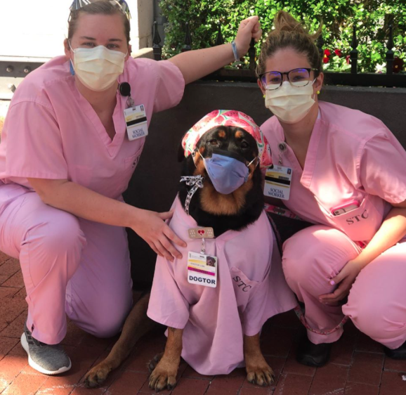 Therapy “dogtor” and owner deliver thousands of care packages to medical professionals during pandemic