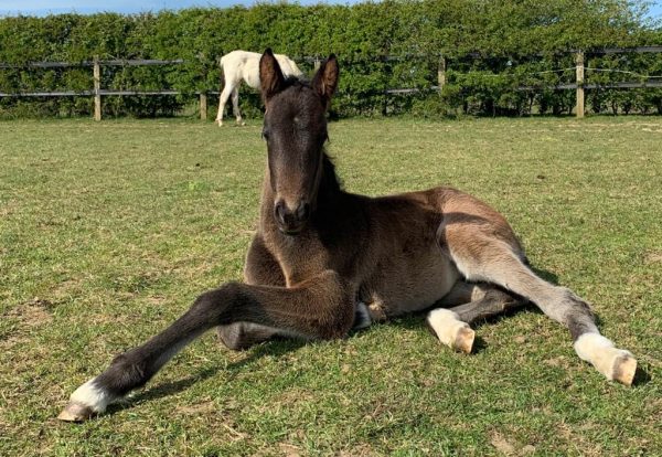 Horse Sanctuary Experiences Lockdown Baby Boom