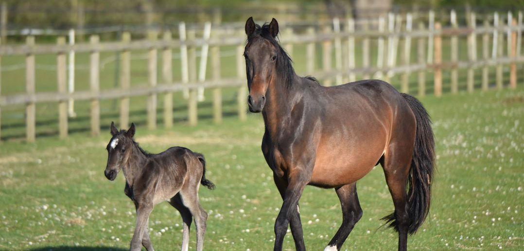 Horse Sanctuary Experiences Lockdown Baby Boom