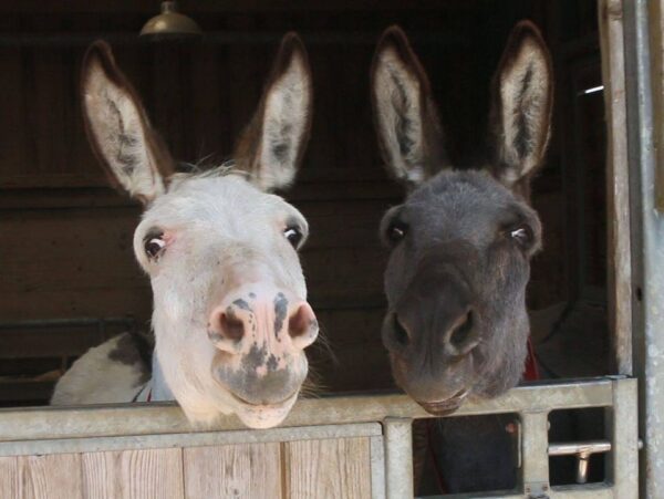 Donkeys revealed as a British favourite despite ‘stubborn’ myth