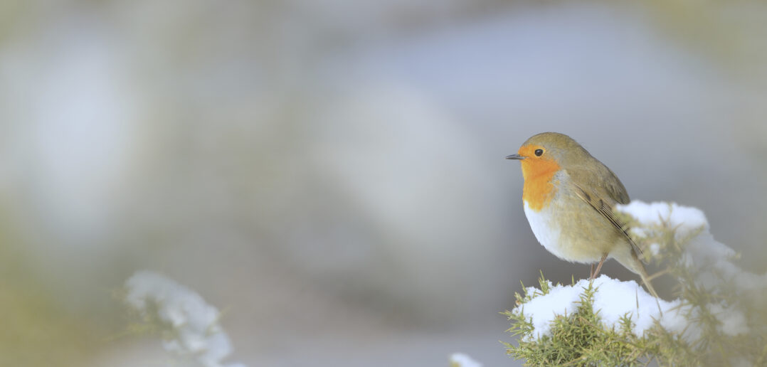Learn how to help robins this year with the RSPB