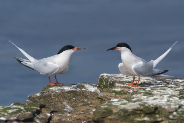 Record-breaking 130 pairs of breeding roseate terns recorded this year on Coquet Island