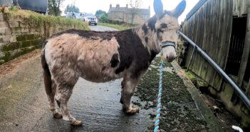 Donkeys with severely overgrown hooves rescued and thriving