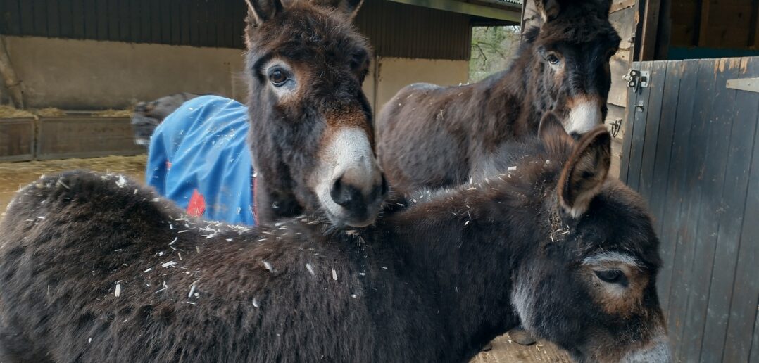 Severely overweight and lame donkey rescued