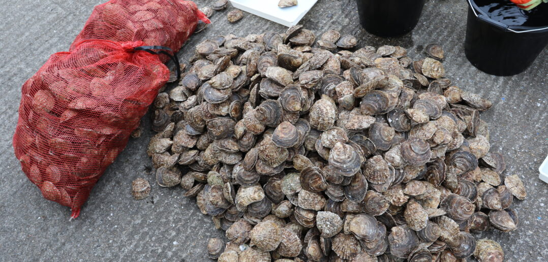 Native oysters restored to UK waters