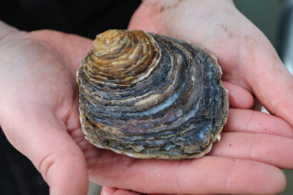 Native oysters restored to UK waters