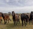 RSPB HQ Welcome Six New Team Members - Dartmoor Ponies!