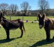 Gentle giant donkey finds new friend for life