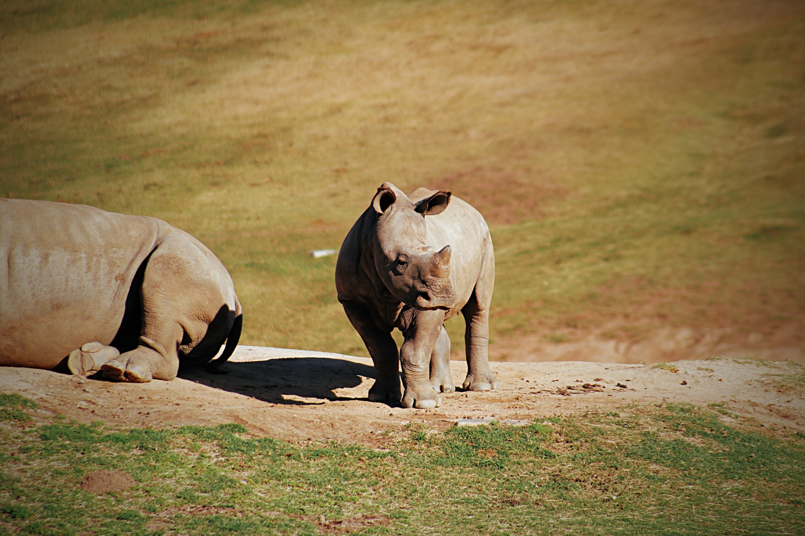 Зоопарк земля. Яванский носорог. Носорог в природе. Уроки живой природы (носорог). Носорог в природе возле водопоя.