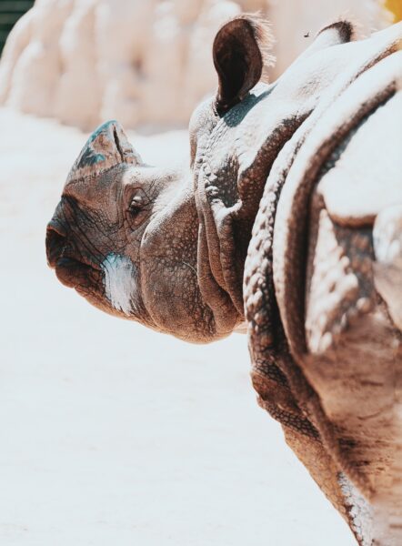 The Near Extinct Nepal Rhino Populations Rise to New High