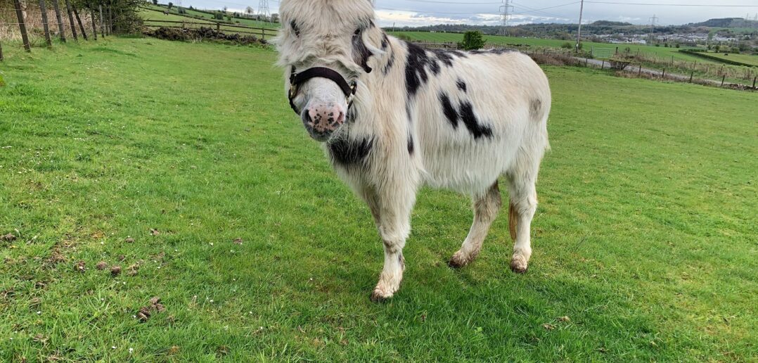 Life-saving surgery for Highlands' donkey