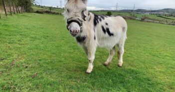 Life-saving surgery for Highlands' donkey