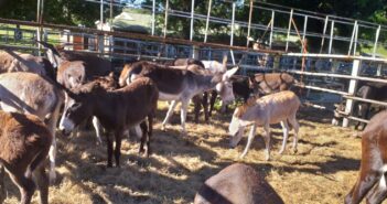 South African Donkeys Saved From Slaughterhouse