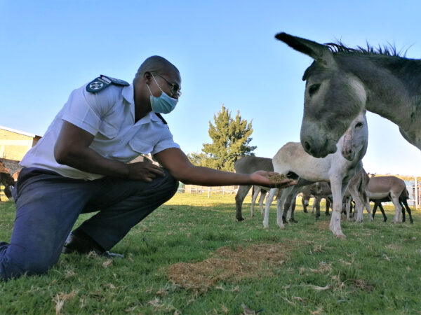 South African Donkeys Saved From Slaughterhouse
