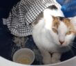 Dumped cat sees fate intervene when her finders fall in love with her!