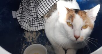Dumped cat sees fate intervene when her finders fall in love with her!