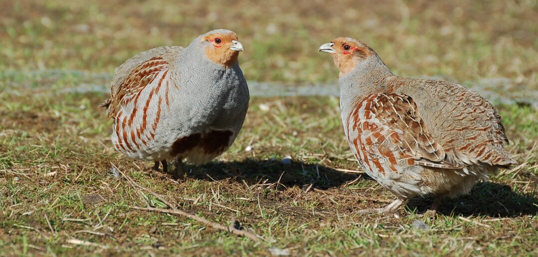 Small steps can have a big effect in helping Britain’s favourite gamebird