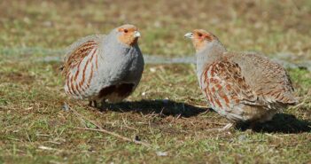 Small steps can have a big effect in helping Britain’s favourite gamebird