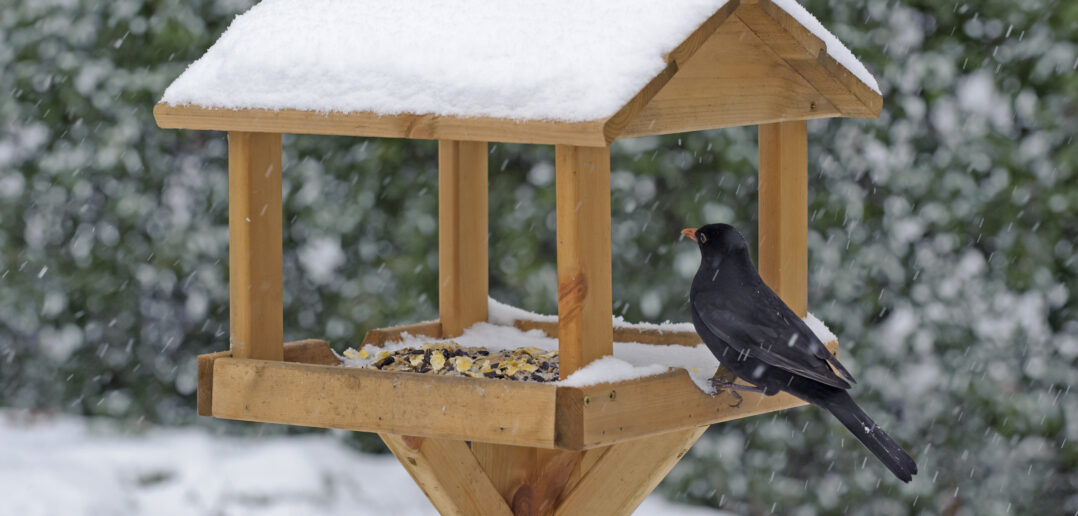 How to Put on a Festive Feast for Birds this Christmas