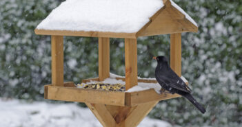 How to Put on a Festive Feast for Birds this Christmas