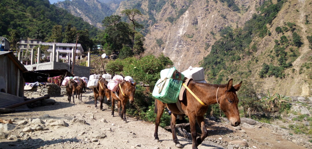 The Crucial but Hidden Role of Donkeys in Humanitarian Disasters