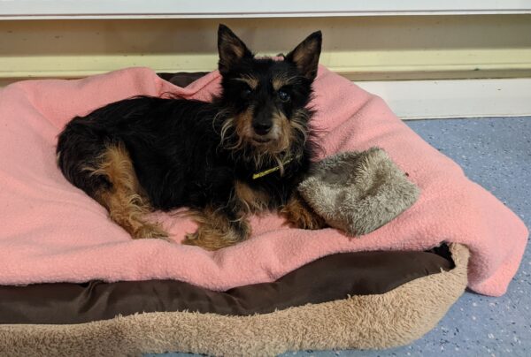 Elderly dog finds new home, but won't be parted from precious slipper