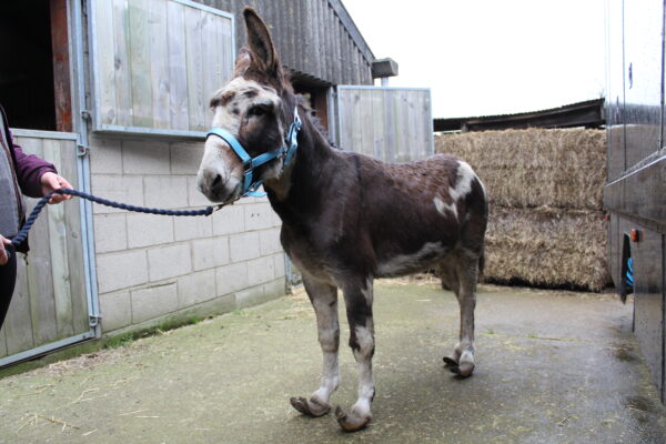Yorkshire Donkey with Overgrown and Twisted Hooves is Rescued
