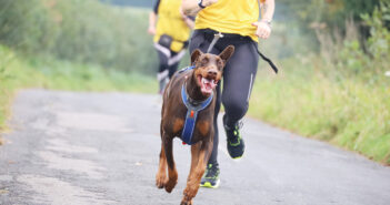 Stuart the Dobermann Finds Confidence Thanks to Canicross Running