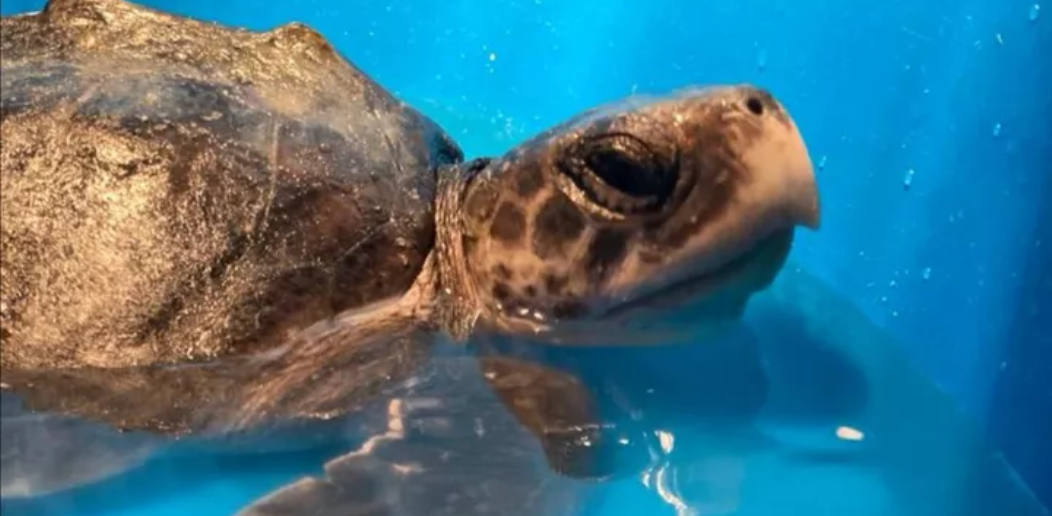 Turtle Tally in Recovery and Hoping to Return Home