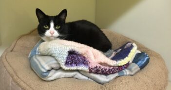13 Year Old Black and White Cats’ Wait for a Loving Home is Finally Over