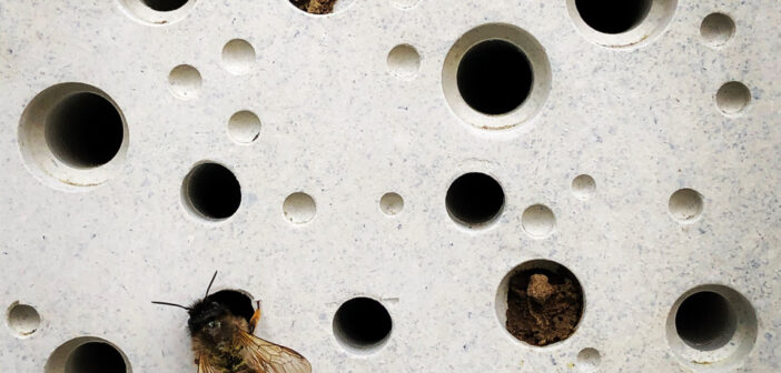 Bee Bricks Now Required in New Buildings in Brighton & Hove to Support Bees