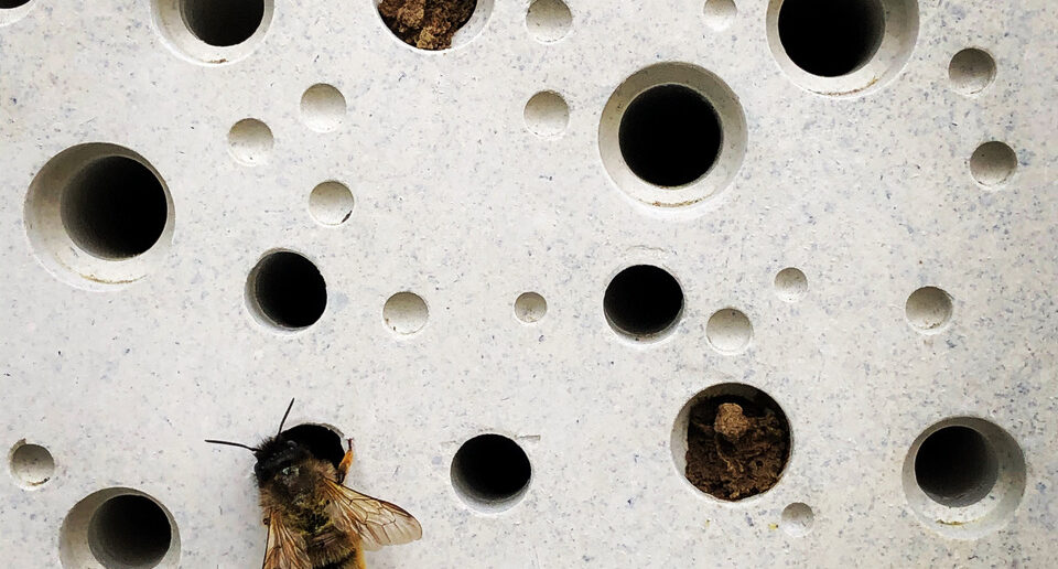 Bee Bricks Now Required in New Buildings in Brighton & Hove to Support Bees