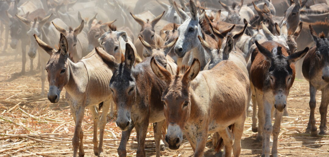 Donkeys given 'stay of execution' as Brazil reinstates countrywide ban on slaughter