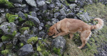 Teaching old dogs new tricks: sniffer dogs helping detect seabirds