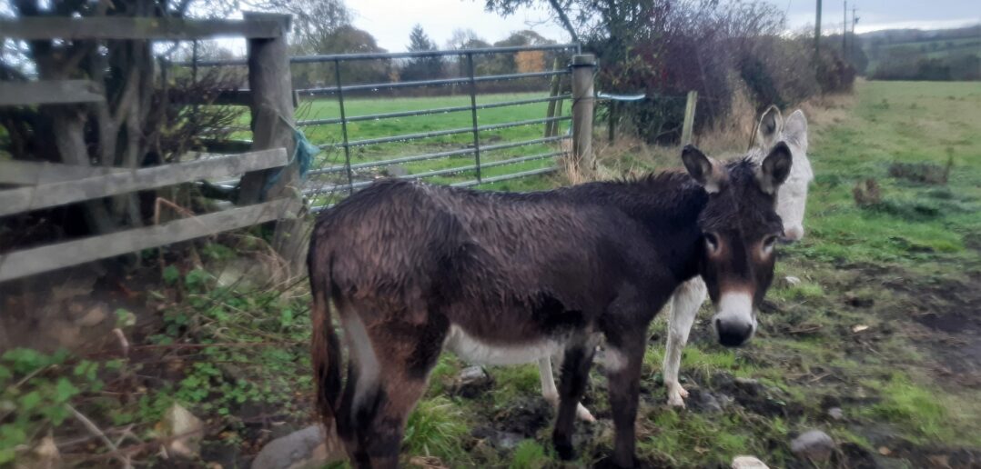Underweight Donkey Finds Her Sanctuary 