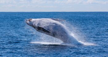 Humpback Whale Removed From Threatened Species List in Australia