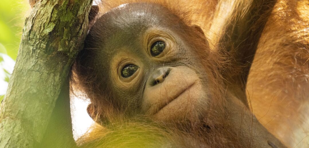 Sinar, baby female orangutan in Gunung Tarak