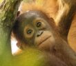 Sinar, baby female orangutan in Gunung Tarak