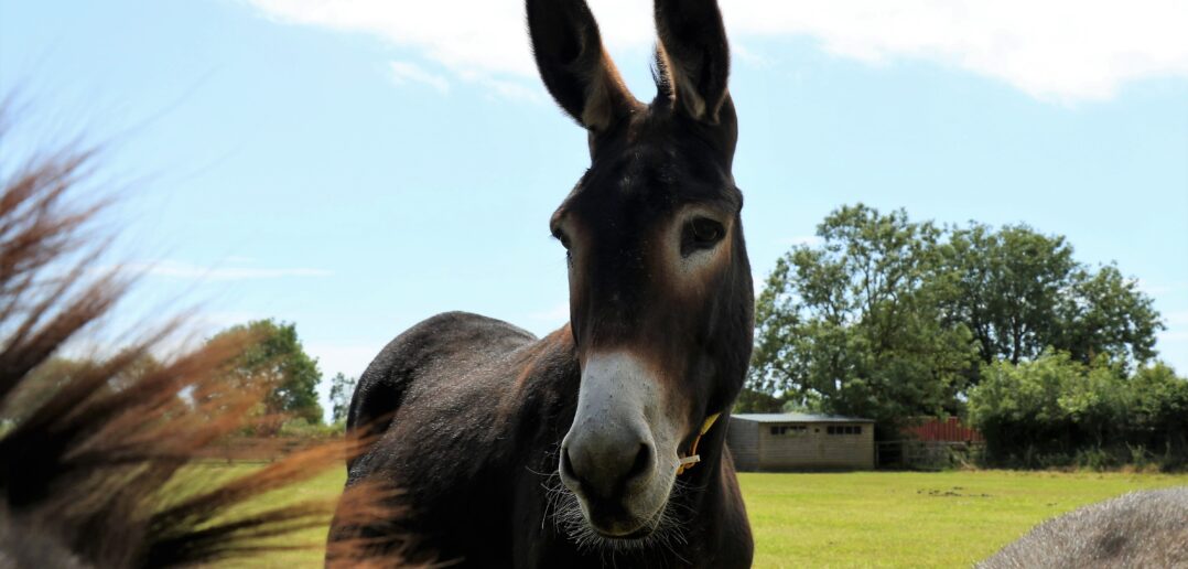 The Donkey Sanctuary welcomes crucial new UK animal welfare law